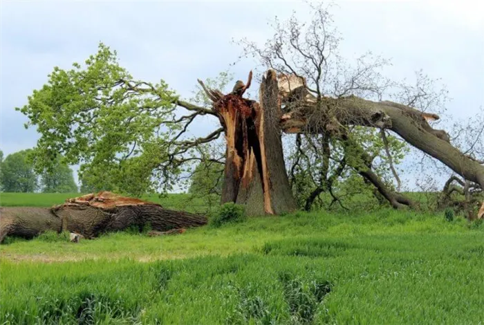 Как спастись от удара молнии. При ударе молнии, дерево может разлететься на части. Фото.
