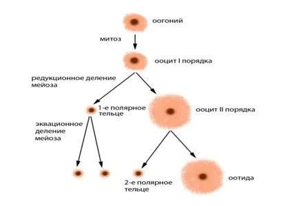 Ооциты - стадии созревания. О донорстве ооцитов. Где созревают яйцеклетки человека. 2