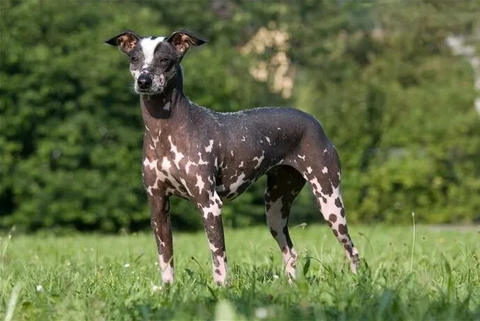 ТОП-33 самых редких и необычных пород собак в мире