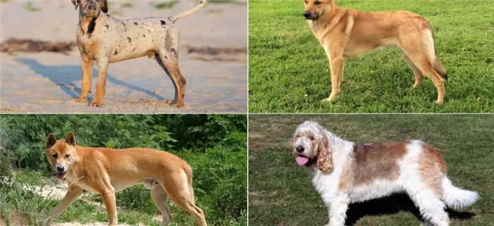 Одна на миллион: топ-10 самых редких в мире пород собак. Какая самая редкая порода собак. 8