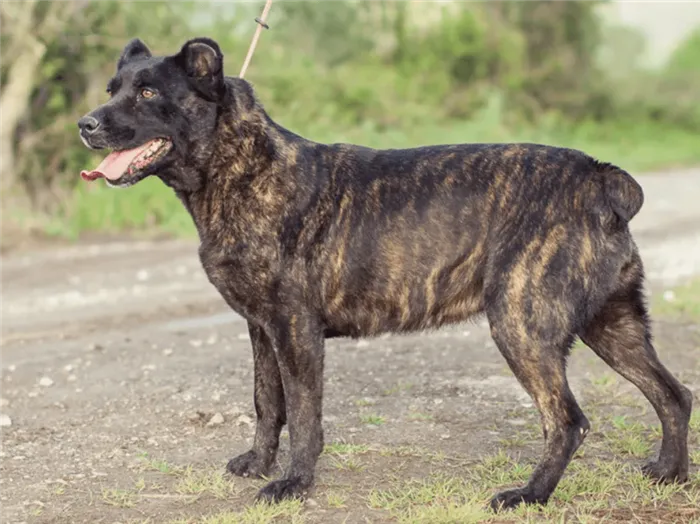 Одна на миллион: топ-10 самых редких в мире пород собак. Какая самая редкая порода собак. 6