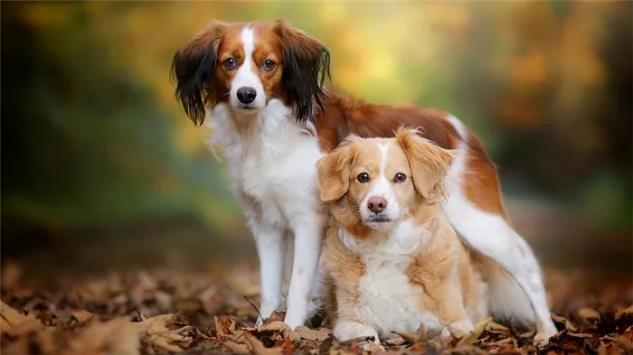 ТОП-33 самых редких и необычных пород собак в мире