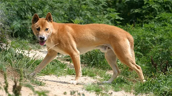 Новогвинейская поющая собака, фото