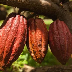 Плоды какао