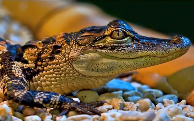 Как происходит инкубация крокодила. Как спариваются крокодилы фото. 11
