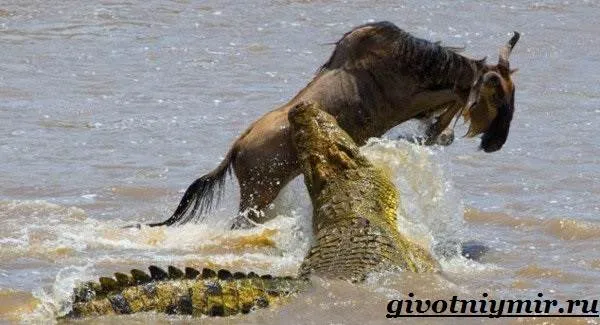 Крокодил-животное-Образ-жизни-и-среда-обитания-крокодила-5