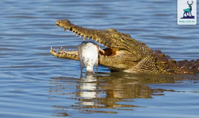 Как происходит инкубация крокодила. Как спариваются крокодилы фото. 8