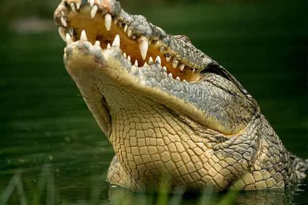 Как происходит инкубация крокодила. Как спариваются крокодилы фото. 6