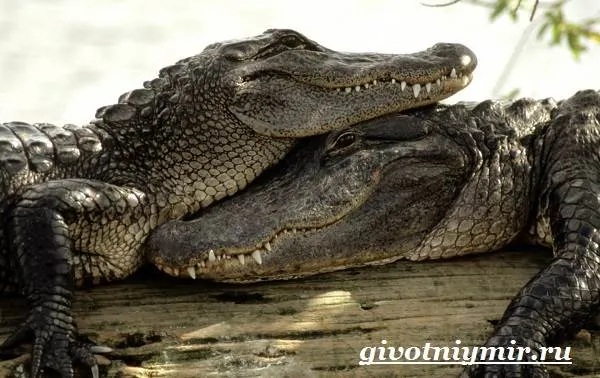 Крокодил-животное-Образ-жизни-и-среда-обитания-крокодила-6
