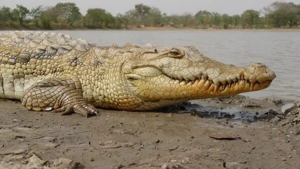 Как происходит инкубация крокодила. Как спариваются крокодилы фото. 5