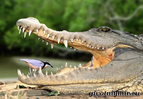 Крокодил-животное-Образ-жизни-и-среда-обитания-крокодила-4