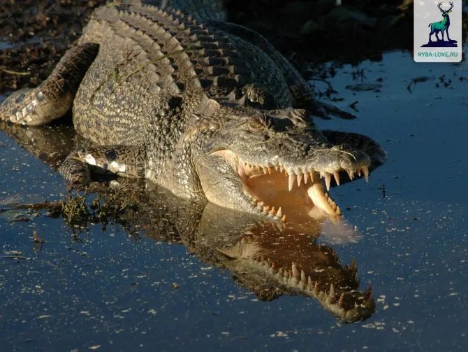 Как происходит инкубация крокодила. Как спариваются крокодилы фото. 7