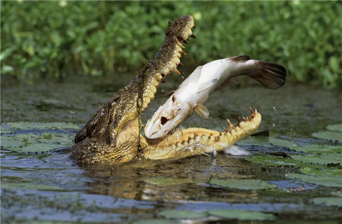 Как происходит инкубация крокодила. Как спариваются крокодилы фото. 4