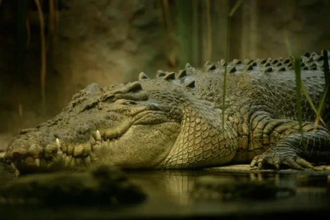 Как происходит инкубация крокодила. Как спариваются крокодилы фото. 13