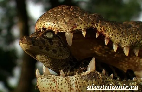 Крокодил-животное-Образ-жизни-и-среда-обитания-крокодила-7