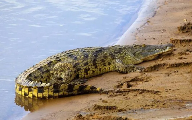 Как происходит инкубация крокодила. Как спариваются крокодилы фото. 12