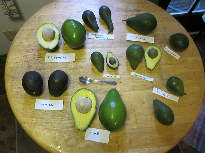 Тропический гость на вашей кухне – авокадо: как его едят и с чем готовят