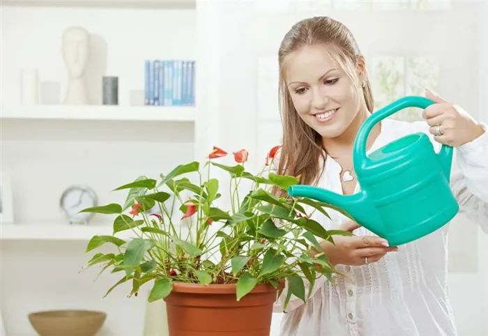 Уход за комнатными растениями в домашних условиях: пошаговая инструкция для начинающих, полив, подкормка, пересадка цветка горшок