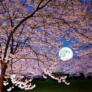 луна на фоне розовых деревьев