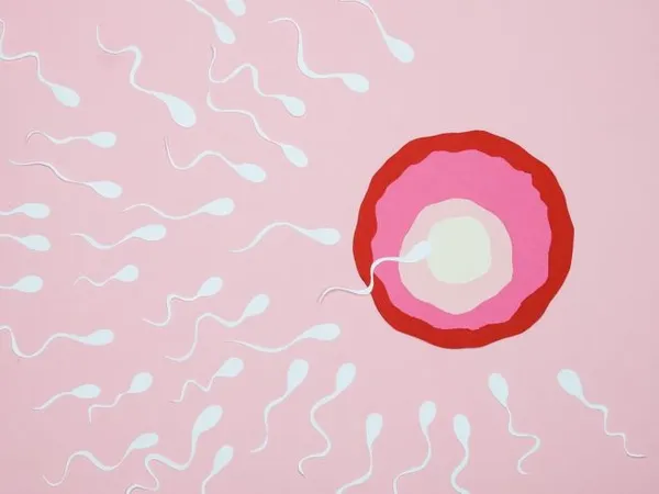 как происходит зачатие