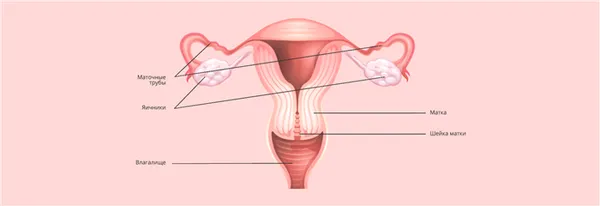 Как устроена женская репродуктивная система. Что такое клитор. 2