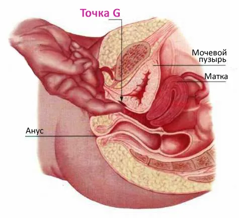 Где находится точка Джи G-Spot