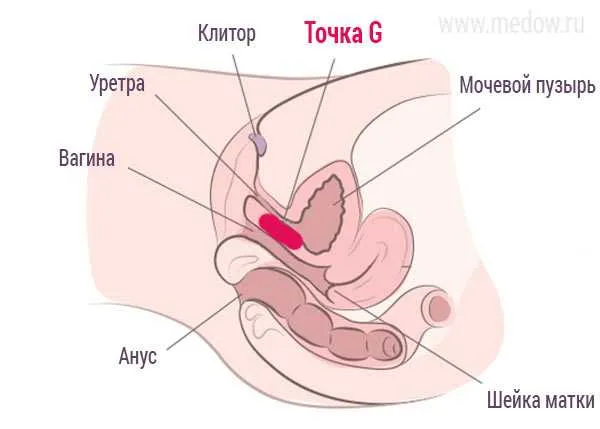 Где находится точка G у женщин