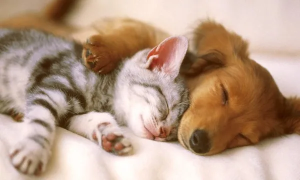 спят котенок и щенок