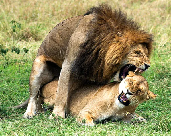 Лев VS тигр: кто победит в бою за титул «Короля животных». Когда дерется львица. 6