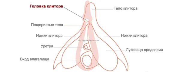 Анатомические структуты женского клитора