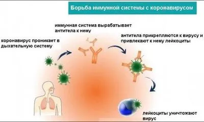 Борьба иммунной системы