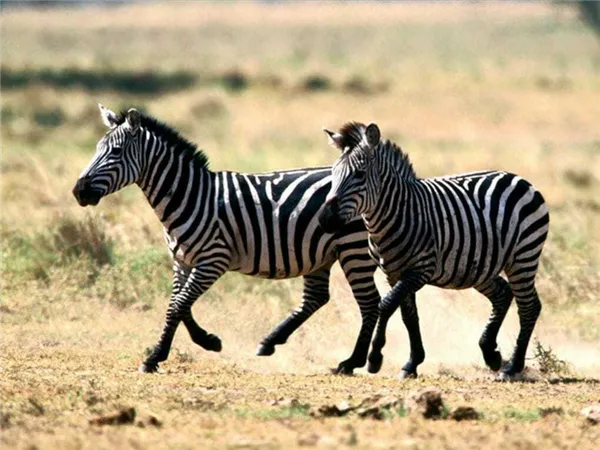 Почему зебра полосатая. Почему зебра полосатая. 3