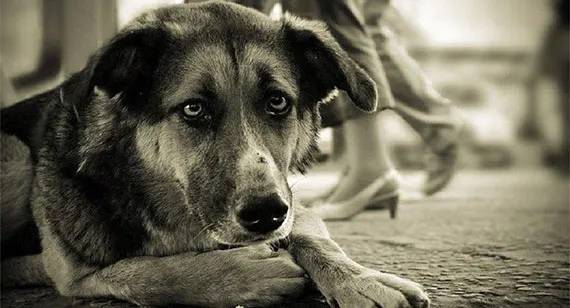 Не оставляй меня на даче! »: как помочь брошенной собаке или кошке. Как помочь бездомным животным. 6