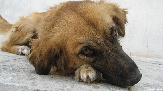Не оставляй меня на даче! »: как помочь брошенной собаке или кошке. Как помочь бездомным животным. 8