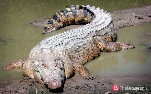 Самые большие крокодилы: Гребнистый крокодил. CC0