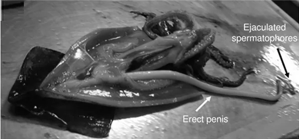 Половой орган Антарктического гигантского кальмара, фото