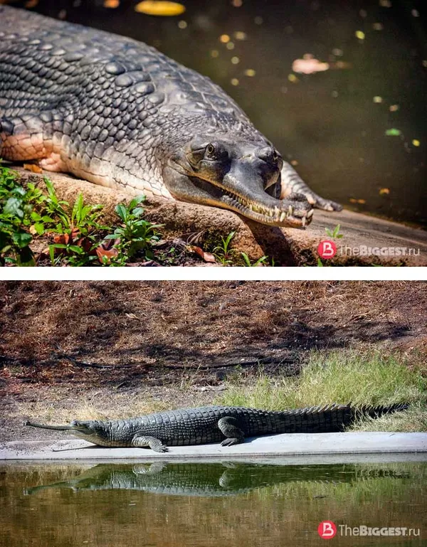 Самые большие крокодилы: Гавиал. CC0