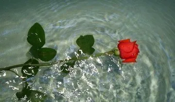 Сначала поместите розы в воду, www.lifeisphoto.ru