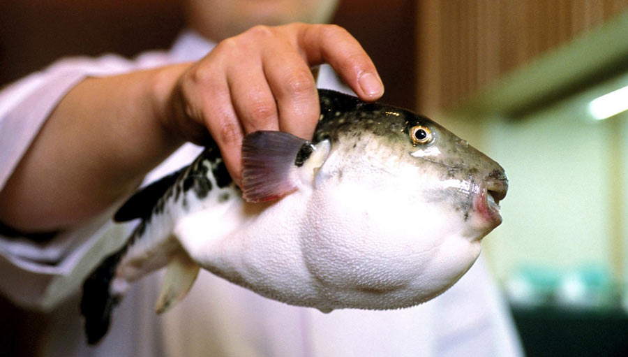 Отравление рыбой фугу. Что будет если съесть рыбу фугу? 5