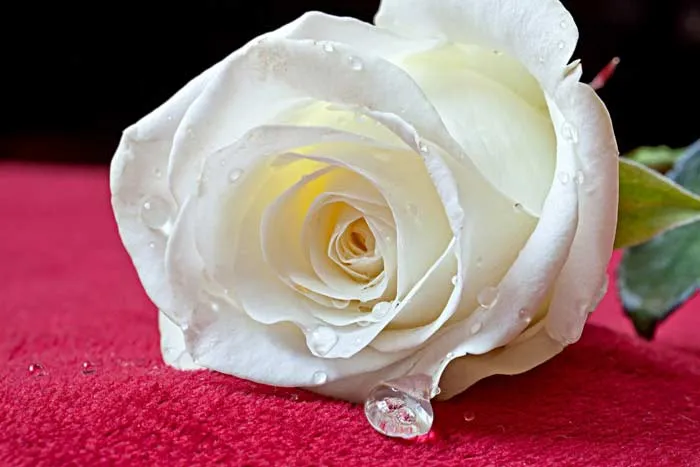 Что означают белые розы и к чему их дарят. Что означает белая роза 41
