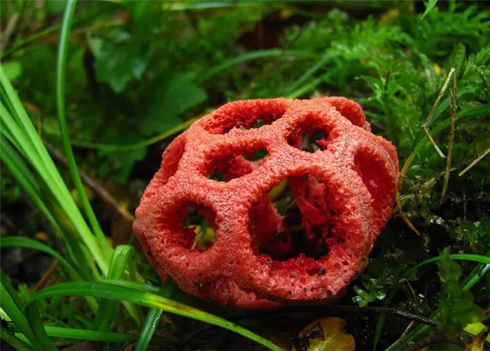 Как называется красный гриб. Как называется красный гриб 23