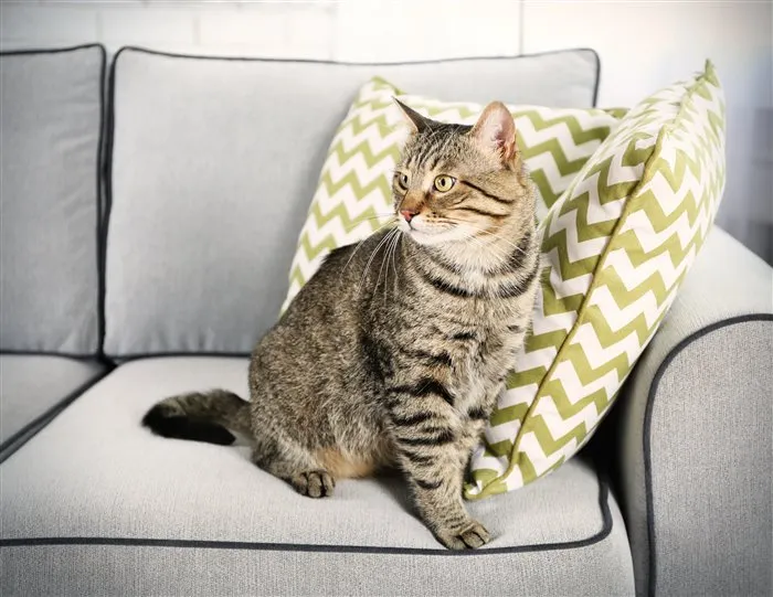 Как удалить запах кошачьей мочи с дивана. Как избавиться от запаха кошачьей мочи на диване 36