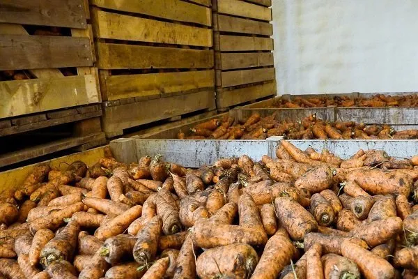 Лучшие способы круглогодичного хранения моркови. Как правильно хранить морковь 30