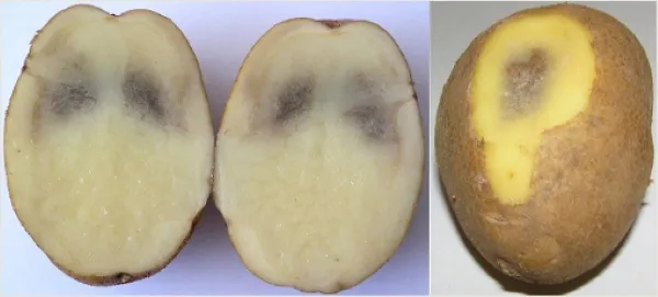 Очищенная картошка: как сохранить цвет, вкус и питательную ценность. Как хранить очищенную картошку 7