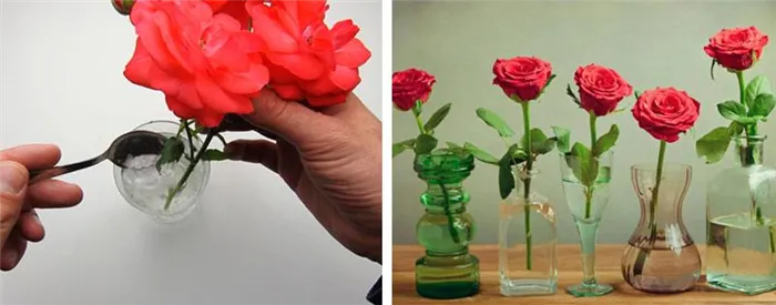 Как сохранить букет роз в вазе на долгий срок. Как сохранить розы в вазе 22