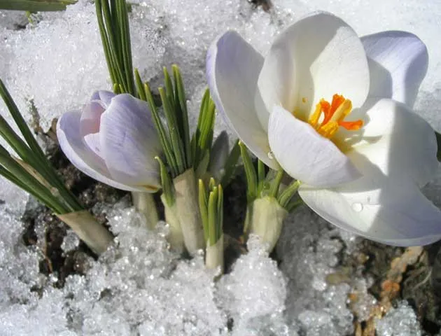 Весна, как женщина, прекрасна: подборка статусов и афоризмов. Весна время когда все расцветает 27