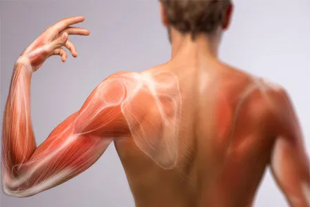 Боль в мышцах после тренировки: 13 способов уменьшить её. Болят мышцы после тренировки как снять? 28