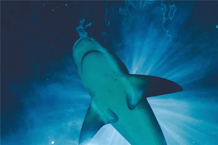 Привлекает ли акул человеческая кровь. Как акулы чувствуют кровь? 19