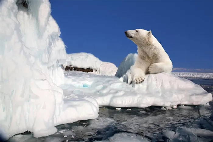 20 фактов о Северном полюсе, которые знают не все. Что можно увидеть на северном полюсе. 33