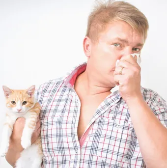 Лечение аллергии на кошек. Как избавиться от аллергии на кошек. 23
